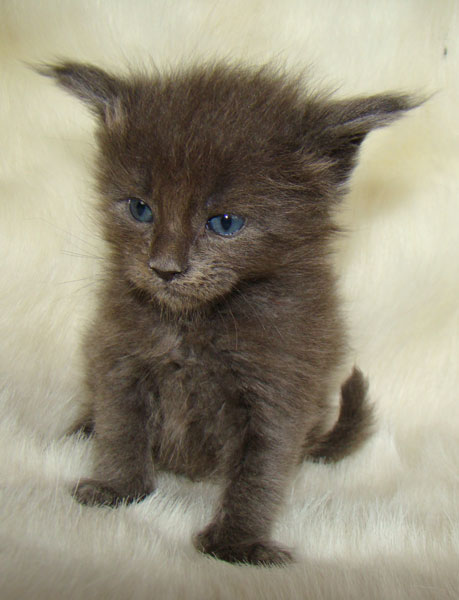 ���� ��� ������� ��������� Catsvill County!  ���� ����! ������ ������ ���� ���! ���� ��� ������ ������ � ����� ����!!! �������� ���� ����� Catsvill County +7-926-544-74-09  ���� ��� �������� ������. ���� ��� ������, ���� ��� �������, ���� ��� ������,  ���� ��� ����, ���� ��� ��������, ���� ����,  ������ ������ ���� ���,  ������ ����-����, ����� ������� ������ �����, ����� ����� ������!